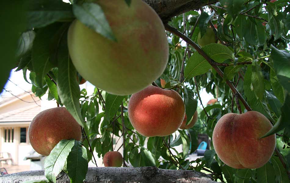 peach trees 2