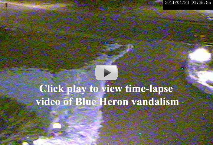 blue heron vandalism