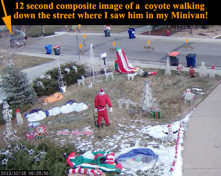 coyote christmas