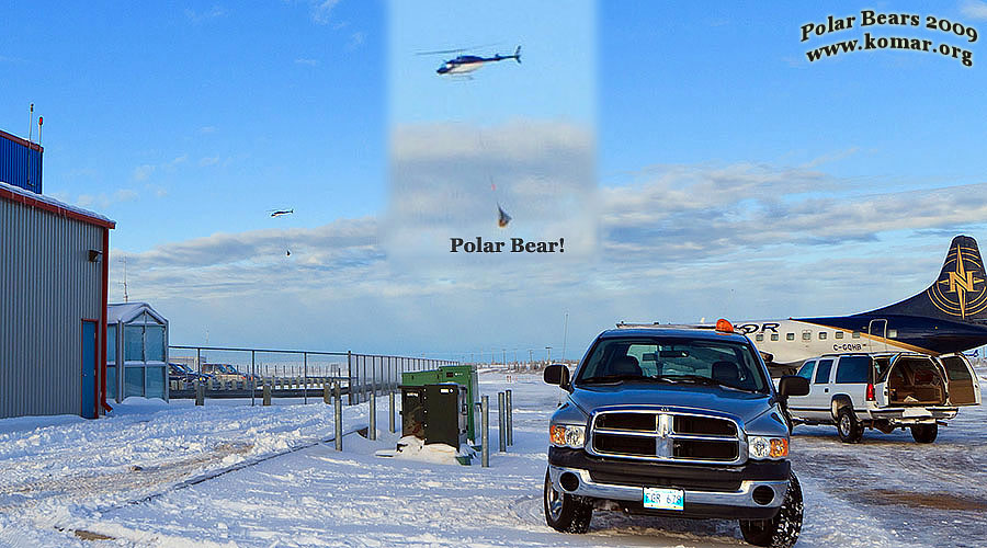 churchill polar bear jail heli