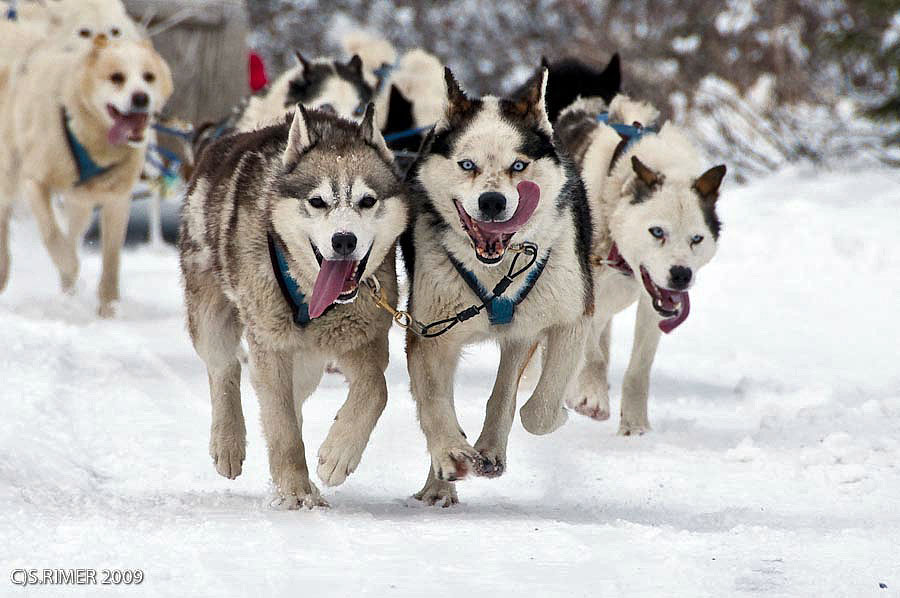 churchill dog sledding steve pic