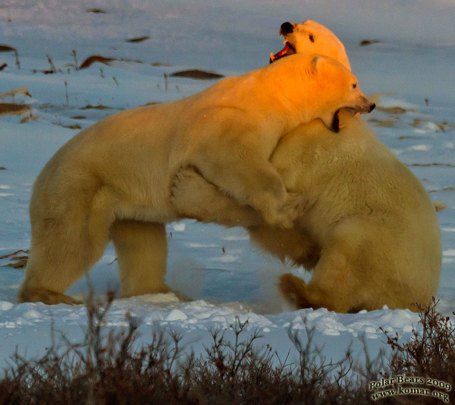 polar bears fighting