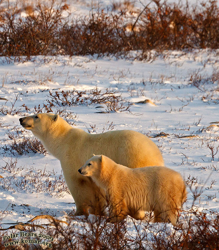 Churchill Polar Bears Fighting 5