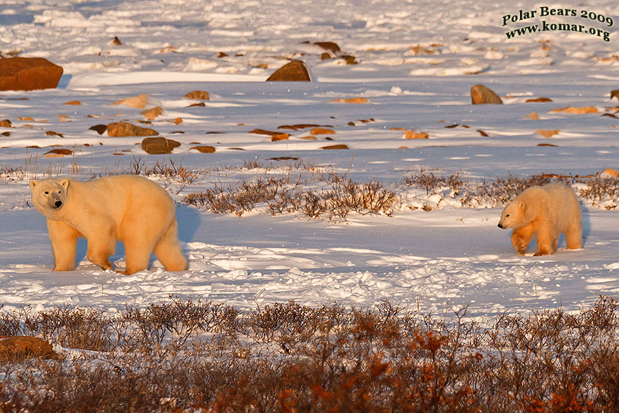 polar bear mom cub walk away