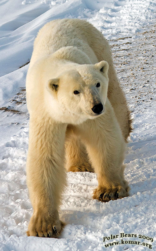 churchill polar bear pictures b1
