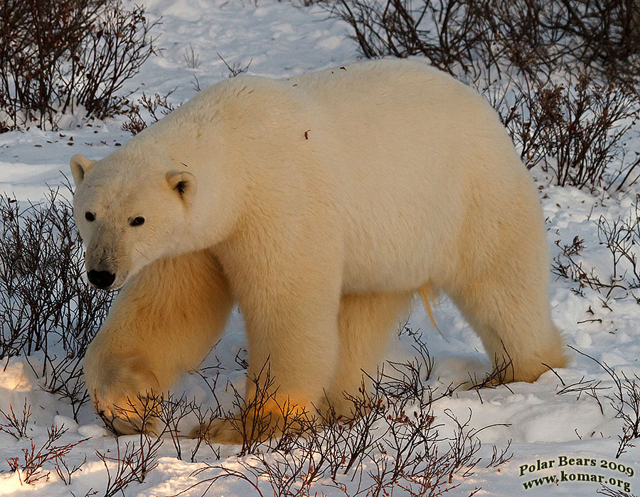 churchill polar bear pictures b2