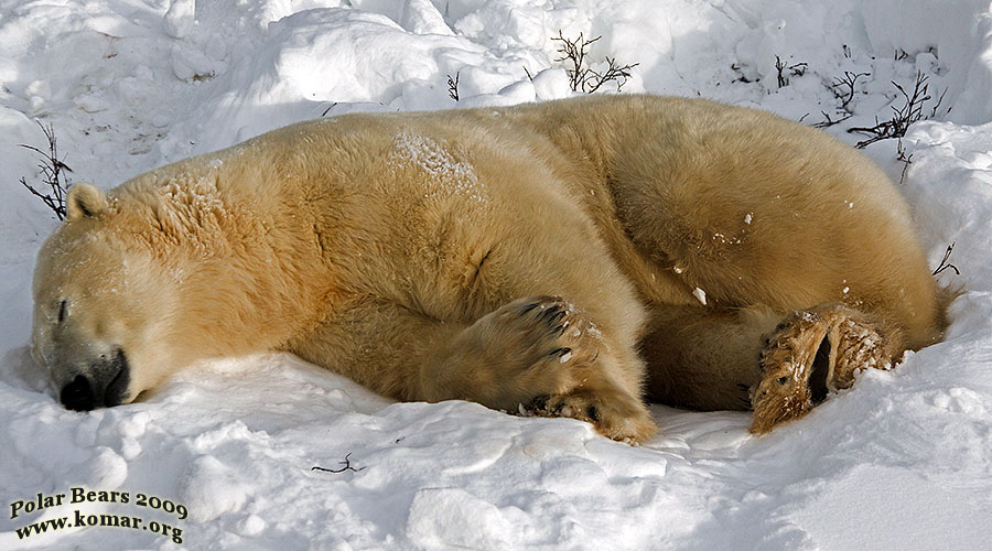 churchill polar bear pictures b3