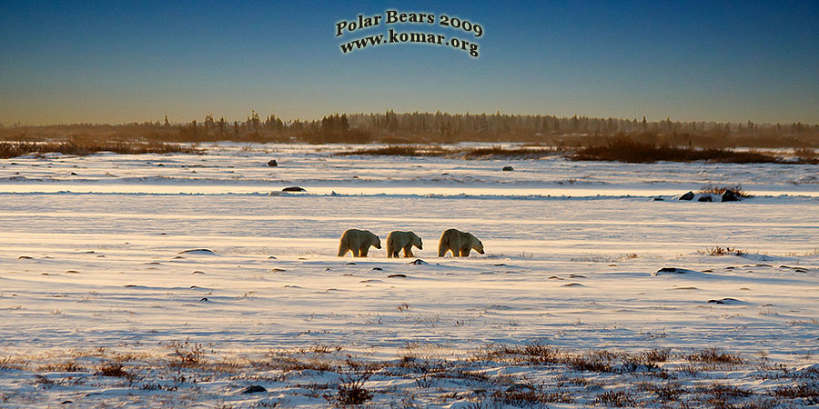 churchill polar bear pictures mom cubs