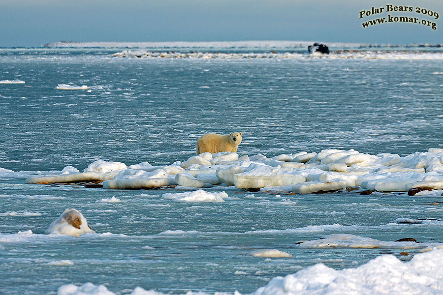 churchill polar bear hudson bay