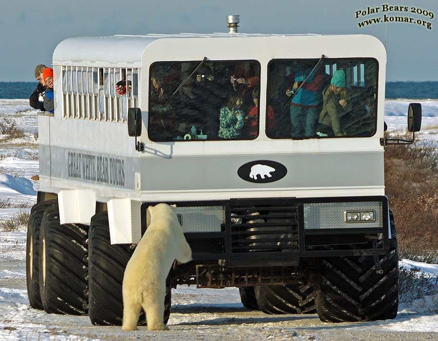 churchill polar rover bear look up