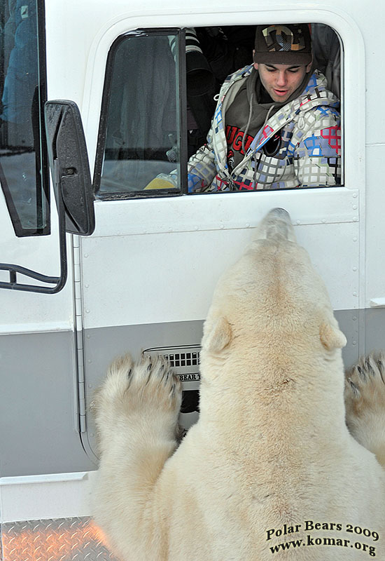 polar rover bears with devin