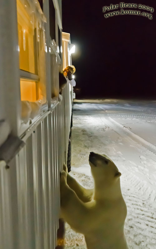 churchill polar bear tundra lodge a0