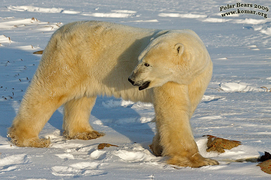 churchill polar bear mean