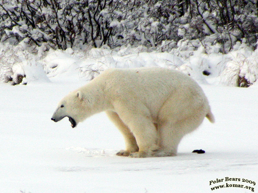 churchill polar bears poop