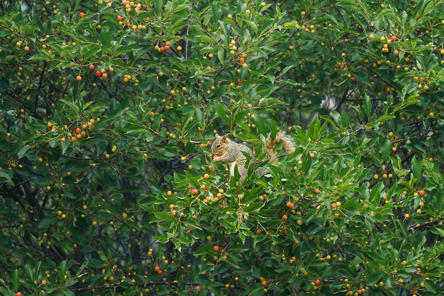 squirrel in cherry tree