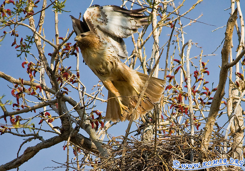 colorado red tailed hawk