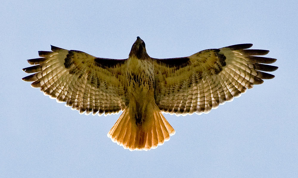 colorado red tailed hawk sunlight