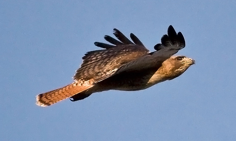 Colorado Red-Tailed Hawk - WOW!
