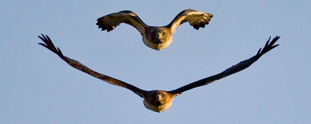 red tailed hawks head-on