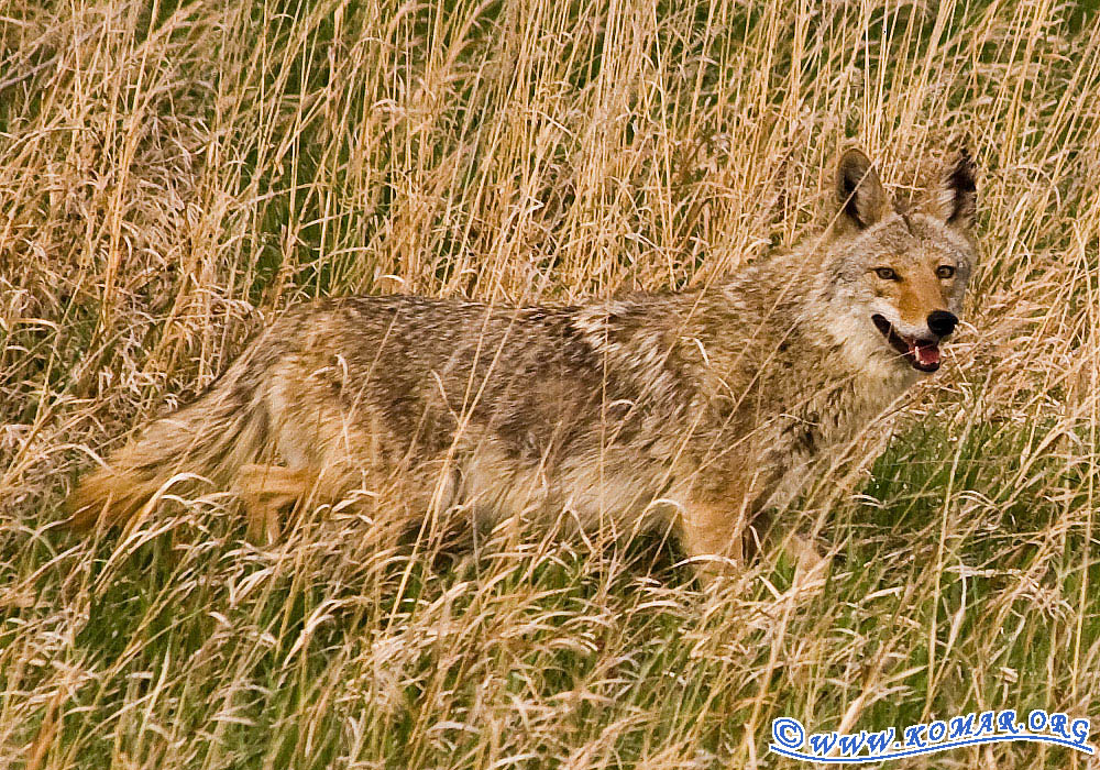 coyote teeth