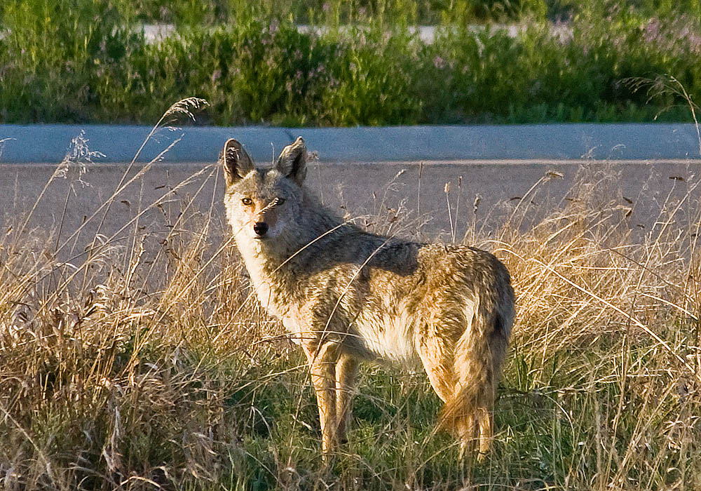 coyote road 2