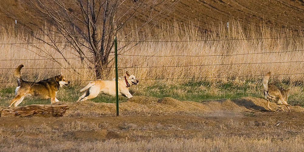 dog versus coyote 1