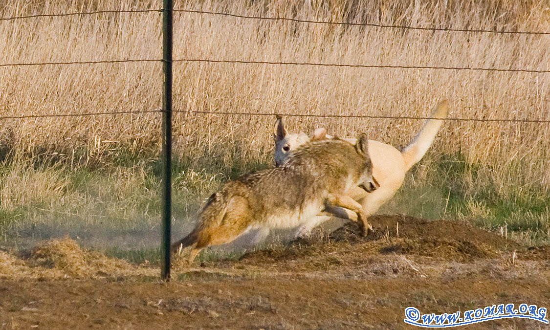 dog versus coyote 5