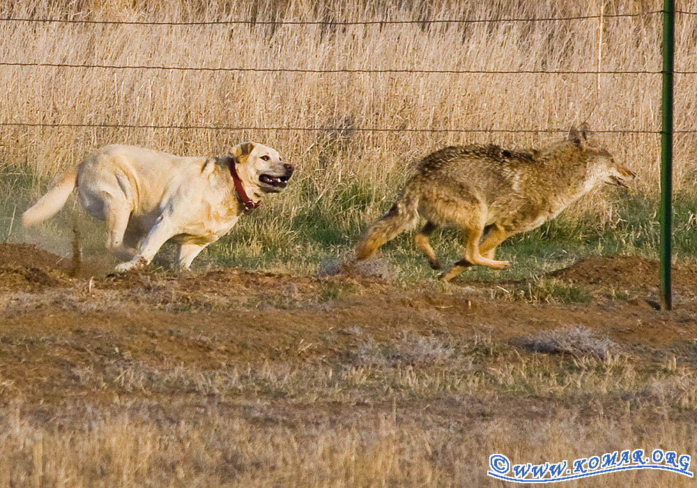 dog versus coyote 8