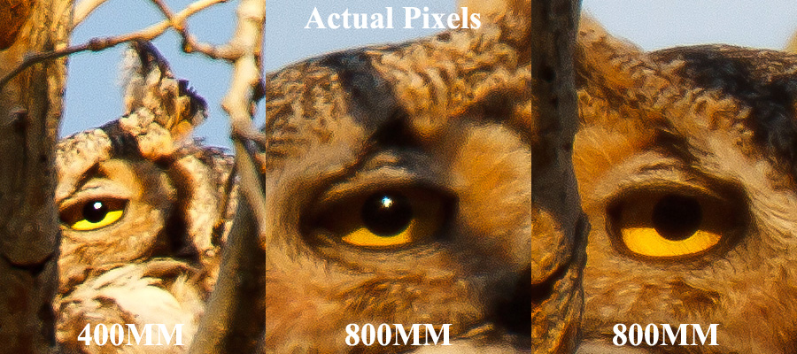 canon 70-200 F2.8 IS version 2 owl 1