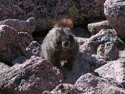 mountain marmot 2a