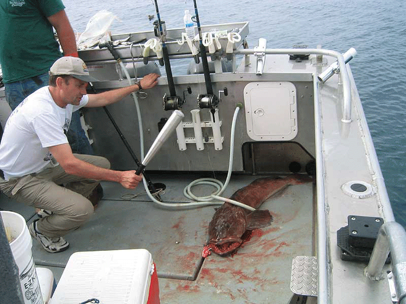 seward alaska ling cod