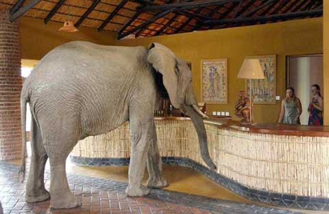 Animal Pictures National on Africa Science  Dna Tests Show African Elephants Are Two Species