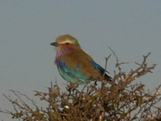 Licac Breasted Roller