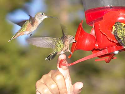 humming bird feeder 3