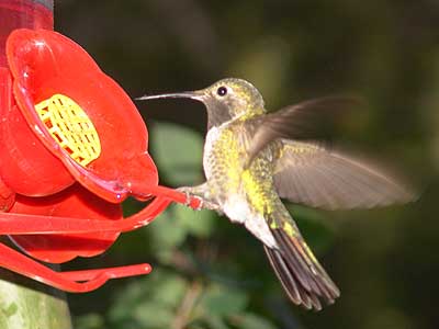 hummingbird nectar 1