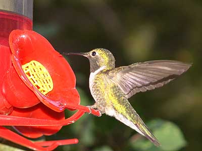 hummingbird nectar 2