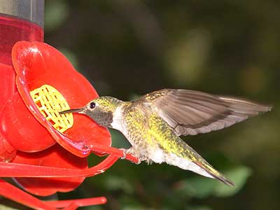 hummingbird nectar 3
