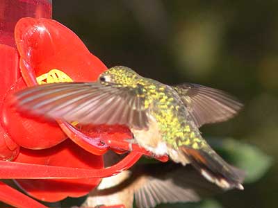 hummingbird nectar 4