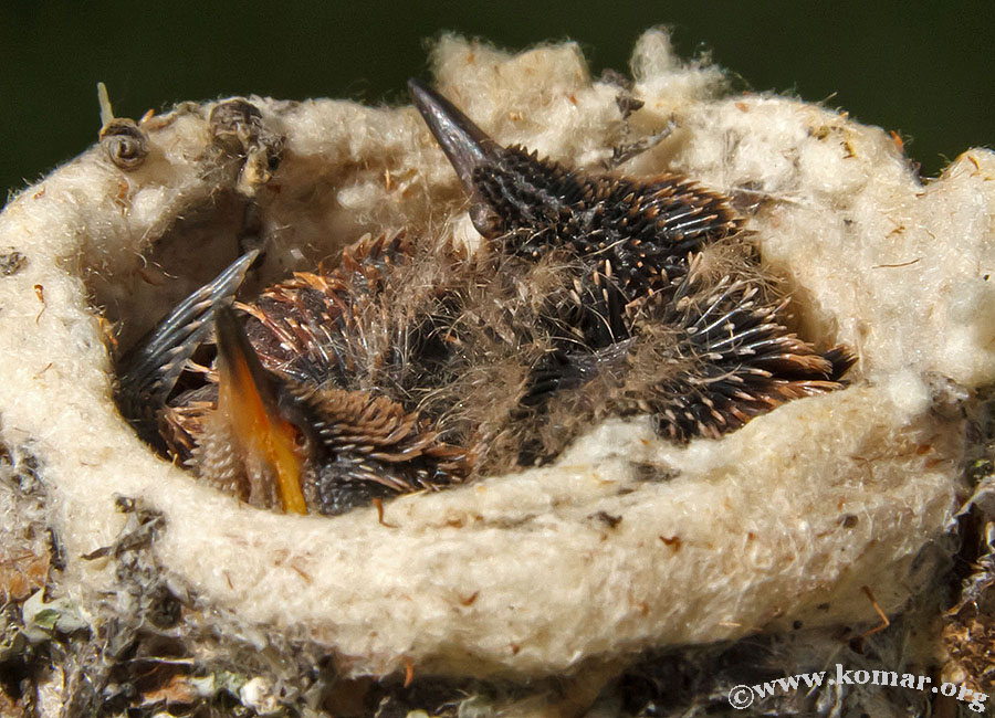 hummingbird nest 0712a