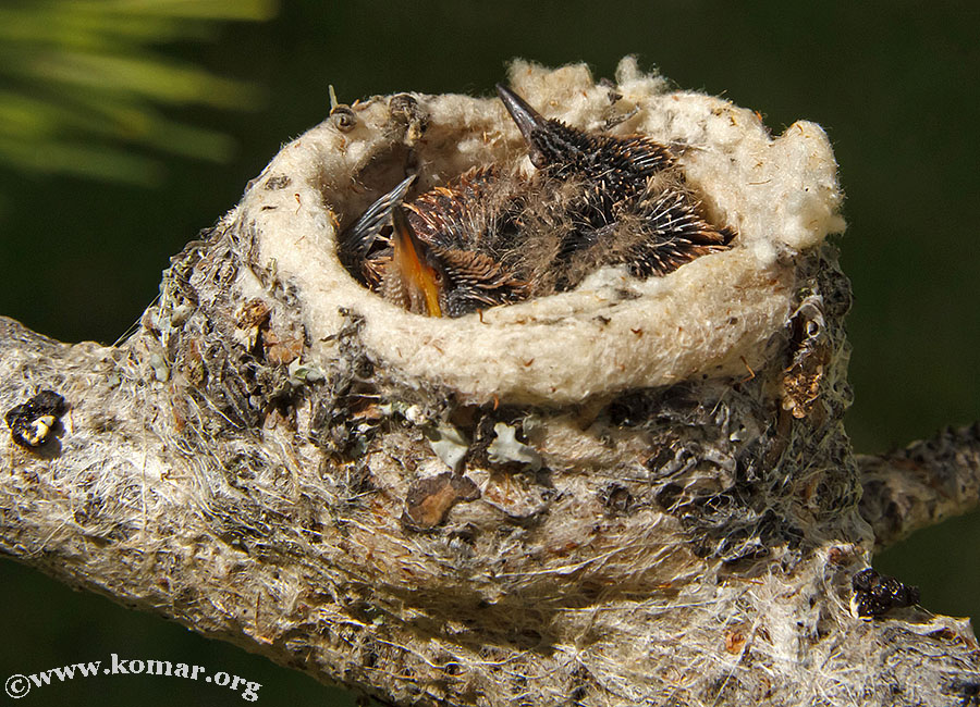 hummingbird nest 0712b