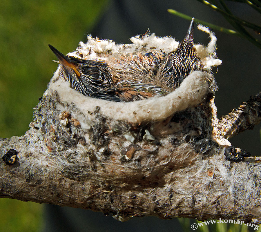 hummingbird nest 0715e