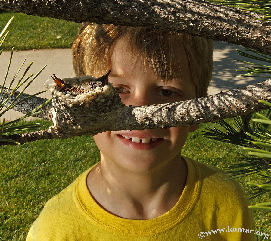 hummingbird nest 0715b