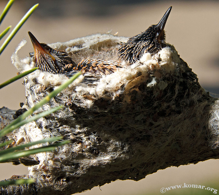 hummingbird nest 0715f