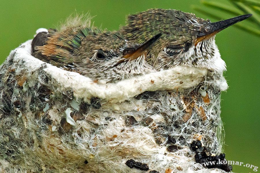 baby Hummingingbirds in nest 0719