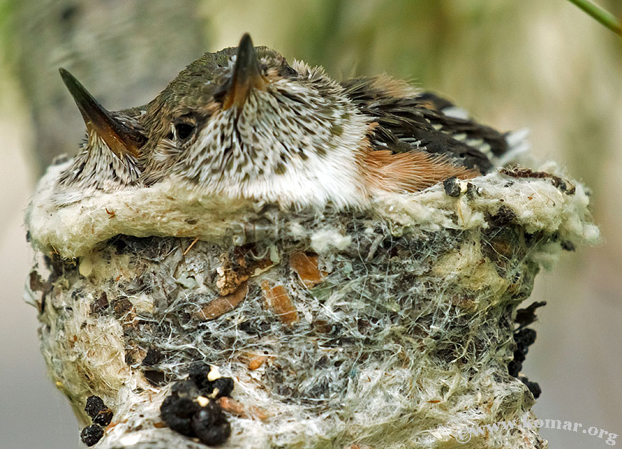 hummingbird nest 0719a