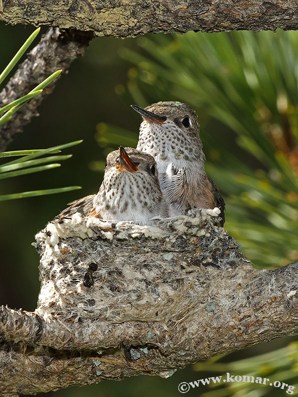 hummingbird nest 0723c