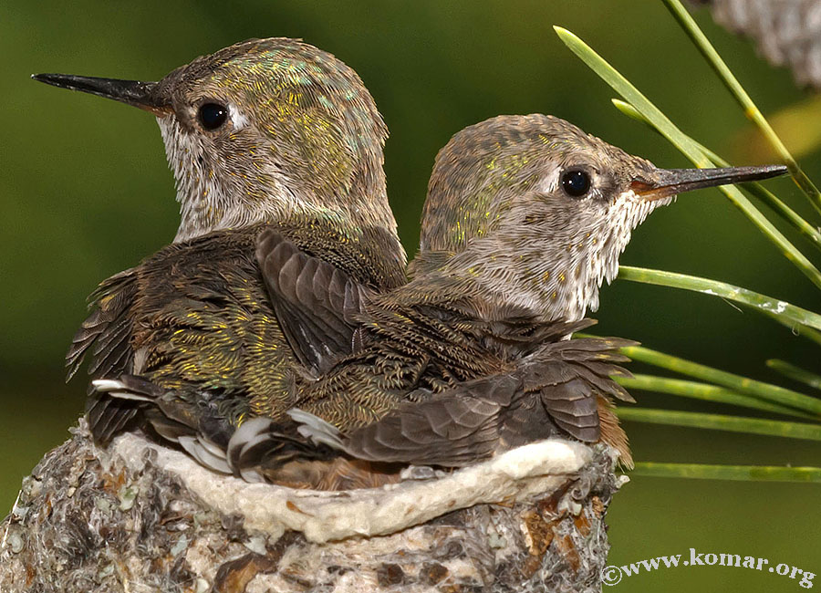 hummingbird nest 0723d