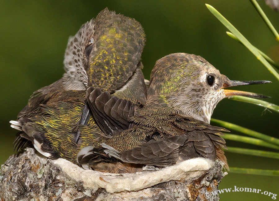 hummingbird nest 0723e