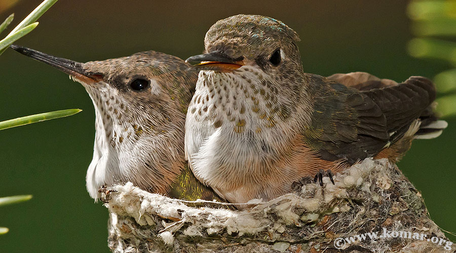 hummingbird nest 0723f