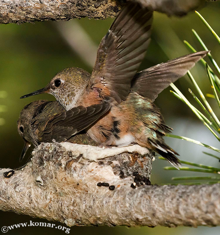 baby Hummingingbird flap wings 0624